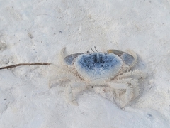 Pilumnus