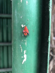 Phauda flammans
