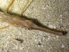 Syngnathus acus