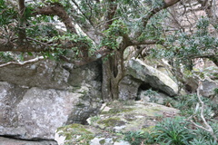 Bulbophyllum scaberulum