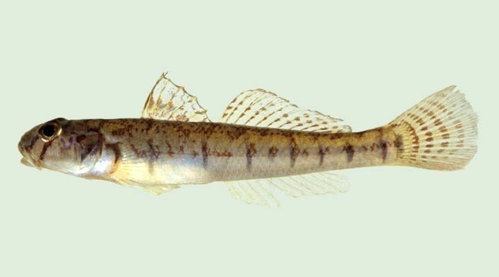 River Gobies