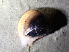 Laevicardium crassum