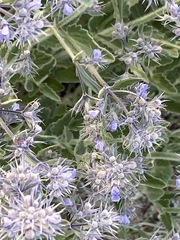 Nepeta parviflora