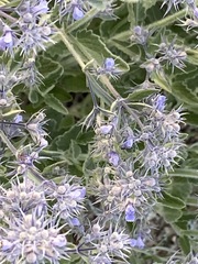 Nepeta parviflora