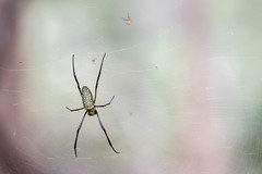 Trichonephila antipodiana