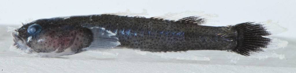 Antenna goby (Barbulifer antennatus) — Gobiidae