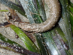 Pherusa monilifera