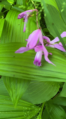 Bletilla
