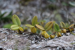 Bulbophyllum scaberulum
