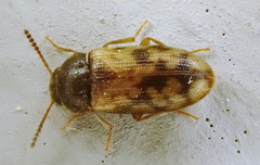 Mycetophagus pluripunctatus