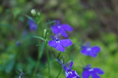 Lobelia erinus