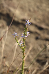 Wahlenbergia huttonii