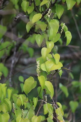 Dioscorea cotinifolia