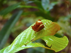 Abisara geza