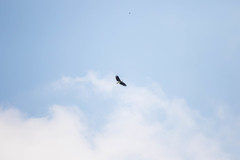 Haliaeetus ichthyaetus