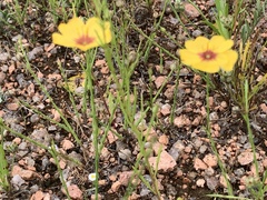 Linum hudsonioides