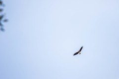 Haliaeetus ichthyaetus