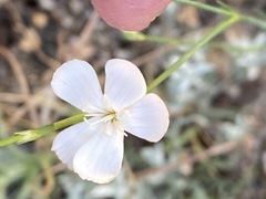 Dianthus marschallii