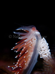 Coryphella