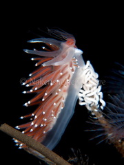 Coryphella