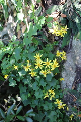 Senecio macroglossoides