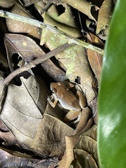 Arthroleptis variabilis