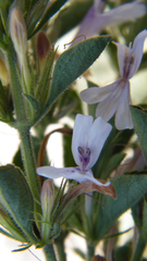 Dyschoriste burchellii