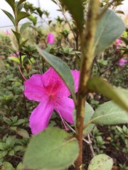 Rhododendron