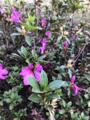Rhododendron