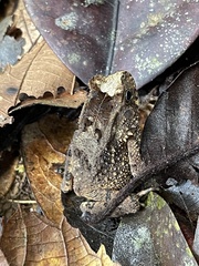 Sclerophrys camerunensis