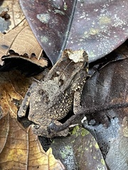 Sclerophrys camerunensis