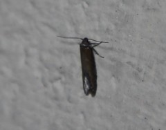 Blastobasis maroccanella