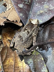 Sclerophrys camerunensis