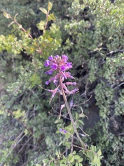 Phoenicaulis cheiranthoides