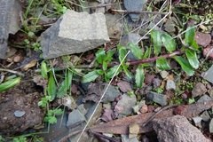 Lobelia pedunculata