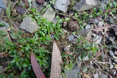 Lobelia pedunculata