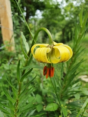Lilium pyrenaicum
