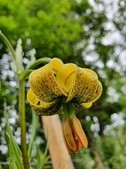 Lilium pyrenaicum
