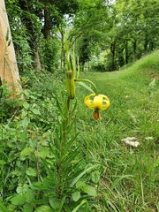 Lilium pyrenaicum