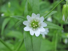 Cerastium holosteum