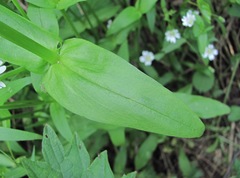 Cerastium holosteum