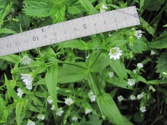 Cerastium holosteum