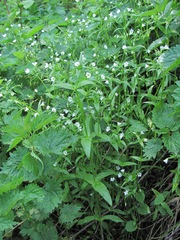 Cerastium holosteum