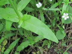Cerastium holosteum