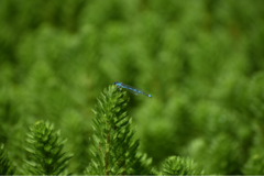 Enallagma cyathigerum