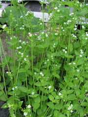 Stellaria neglecta