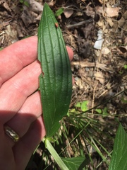 Lithospermum subsetosum