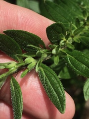 Lithospermum subsetosum