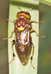 Pergagrapta latreillii