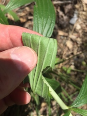 Lithospermum subsetosum